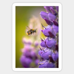 Bumblebee in Flight with Purple Lupin Flowers Sticker